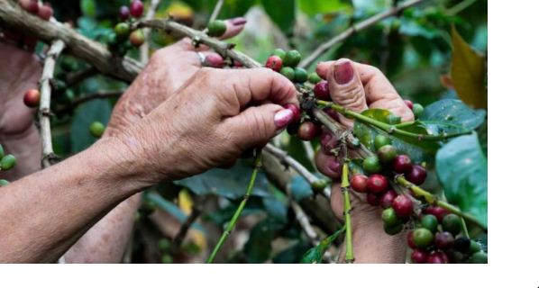Colombia celebra la mejor cosecha de café en más de tres décadas