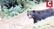 Guardaparques registran inusual acercamiento de oso de anteojos en parque de Oxapampa (VIDEO)