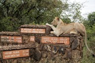 He lives alongside lions in Nairobi. The human-wildlife collision is dazzling — and dangerous