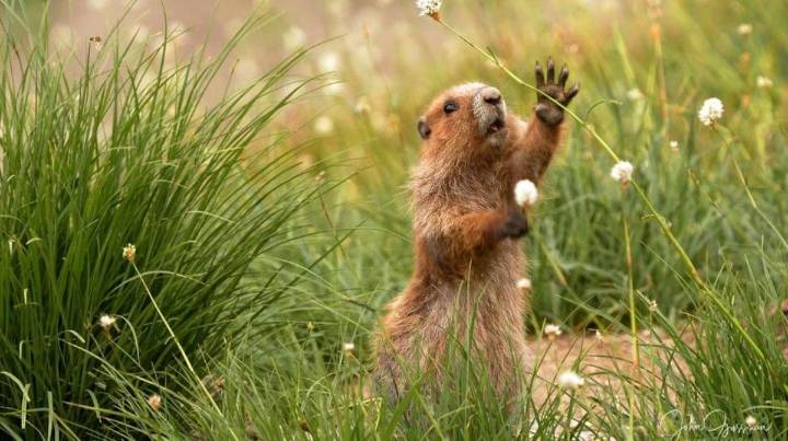 Groups sue for endangered species protection for Olympic marmots