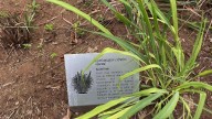 Salud natural: un paseo por las plantas medicinales sinaloenses