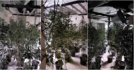 Cannabis farm found during police raid in Aldersley