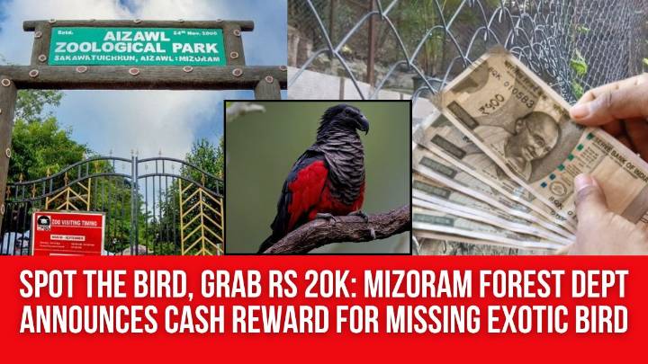 Spot the Bird, Grab Rs 20K: Mizoram Forest Dept Announces Cash Reward for Missing Exotic Bird