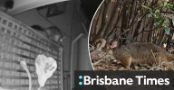 How to correctly deal with possums in the roof