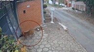 Jauría ataca a perrita antes de que ingresara a su casa, no pudo abrir la puerta