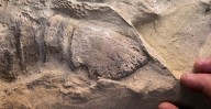 Scientists Just Found ‘Dinosaur Mummies’ With the First