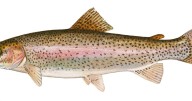 Fall fishing now available in White Clay Creek