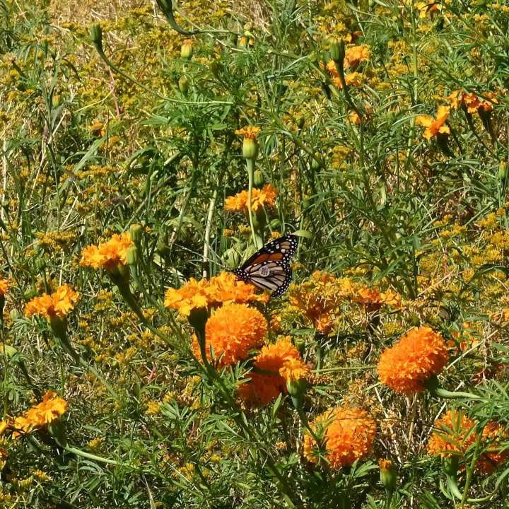 Patricia Villarreal descubre mariposa Monarch Watch en Lamadrid