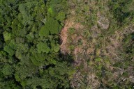 Investors managing $3 trillion in assets urge countries to stop deforestation