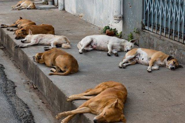 Nayarit, inundado de perros y gatos sin hogar: activista