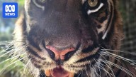 Perth Zoo's Sumatran tiger Jaya dies of cancer, seven years after tumour removed