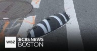 Boston weighs replacing polices with "zebra barriers" to protect bike lanes