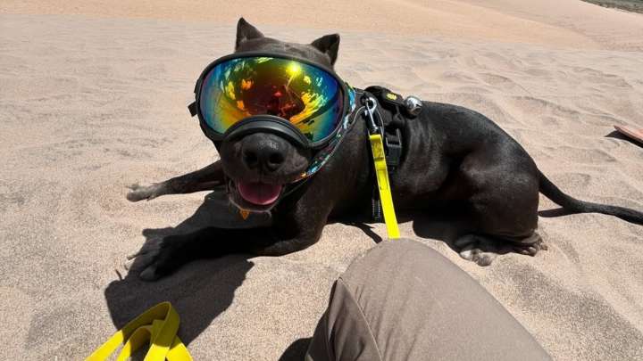 Oklahoma Dog On Euthanasia List Finds Hope And A New Life Thanks To A Life
