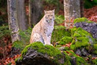 18 Wildcats Released into Scottish Highlands in Conservation Efforts