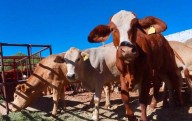 Señal positiva planteamiento de Texas para reabrir frontera: UGRCh