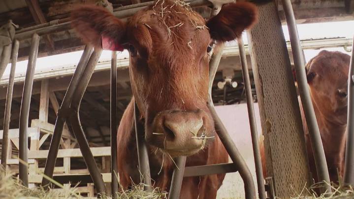 Some Washington cattle ranchers have a beef with President Trump