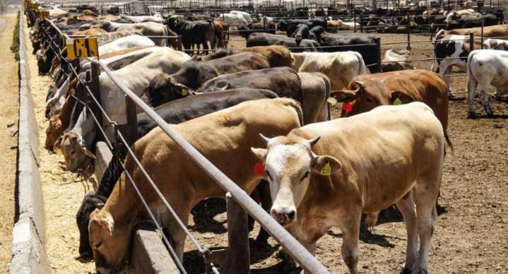 Disminuyen 28% casos de gusano barrenador tras estrategia entre México y EEUU, afirma Sader