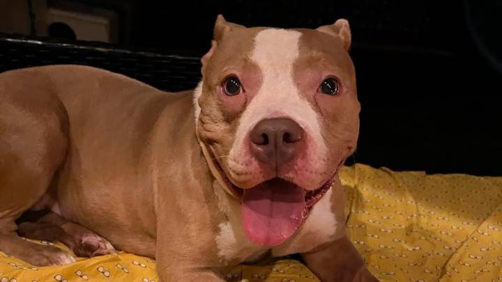 New Jersey Pit Bull Found Tied To Fence Overnight Begins A New Life After Heartbreaking Abandonment