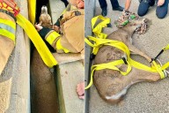 Michigan Officials Rescue 'Inescapably Wedged' Deer Trapped Between Highway Barriers