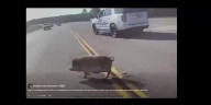 WATCH: Huntington police officer chases potbellied pig on Highway 69