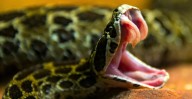 Venomous Snake Bite Captured in Dramatic Slow