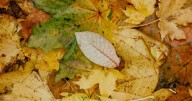 Columbia to open annual leaf collection option