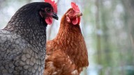 Francia aumenta la alerta sanitaria por gripe aviar: el riesgo pasa a elevado por nuevos brotes