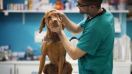 Money blog: Major changes to vet prices proposed after investigation 