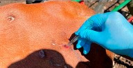 Casos de miasis en humanos aumentan a 52 en México; Chiapas concentra la mayoría
