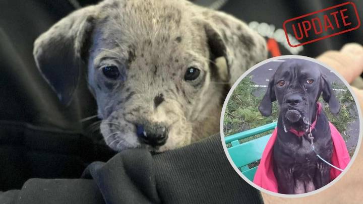 Albany Duo Arrested After Puppies and Mama Dog Found Abandoned
