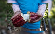 Huánuco: Precio del cacao cae a 16 soles tras bonanza de S/ 40.00 por kilo
