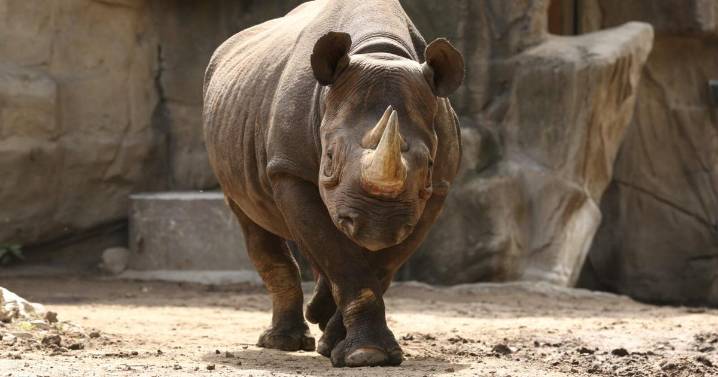 Lincoln Park Zoo welcomes rare pregnancy of critically endangered rhino