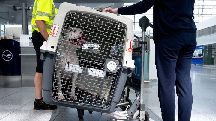 La Justicia europea concluye que los animales de compañía son considerados como "equipaje" en los vuelos