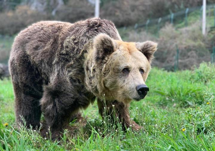 Un oso ataca y hiere a un turista español en Japón