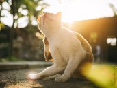 El tratamiento antipulgas natural para gatos más seguro que arrasa en ventas