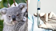 Koala vaccine breakthrough to combat deadly chlamydia