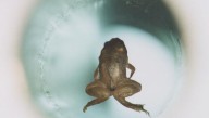 When Science Made A Frog "Fly", And Everyone Freaked Out