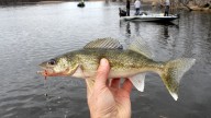 Another 'exceptional' hatch year for walleye in Ohio