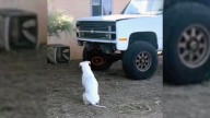 Curious Deaf Dog In Arizona Looks At A Location Near A Truck, What Owners Find Is Stunning