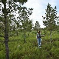 China's 'Great Green Wall' brings hope but also hardship