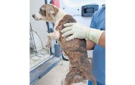 Aseguran a presunta rescatista 18 perros más