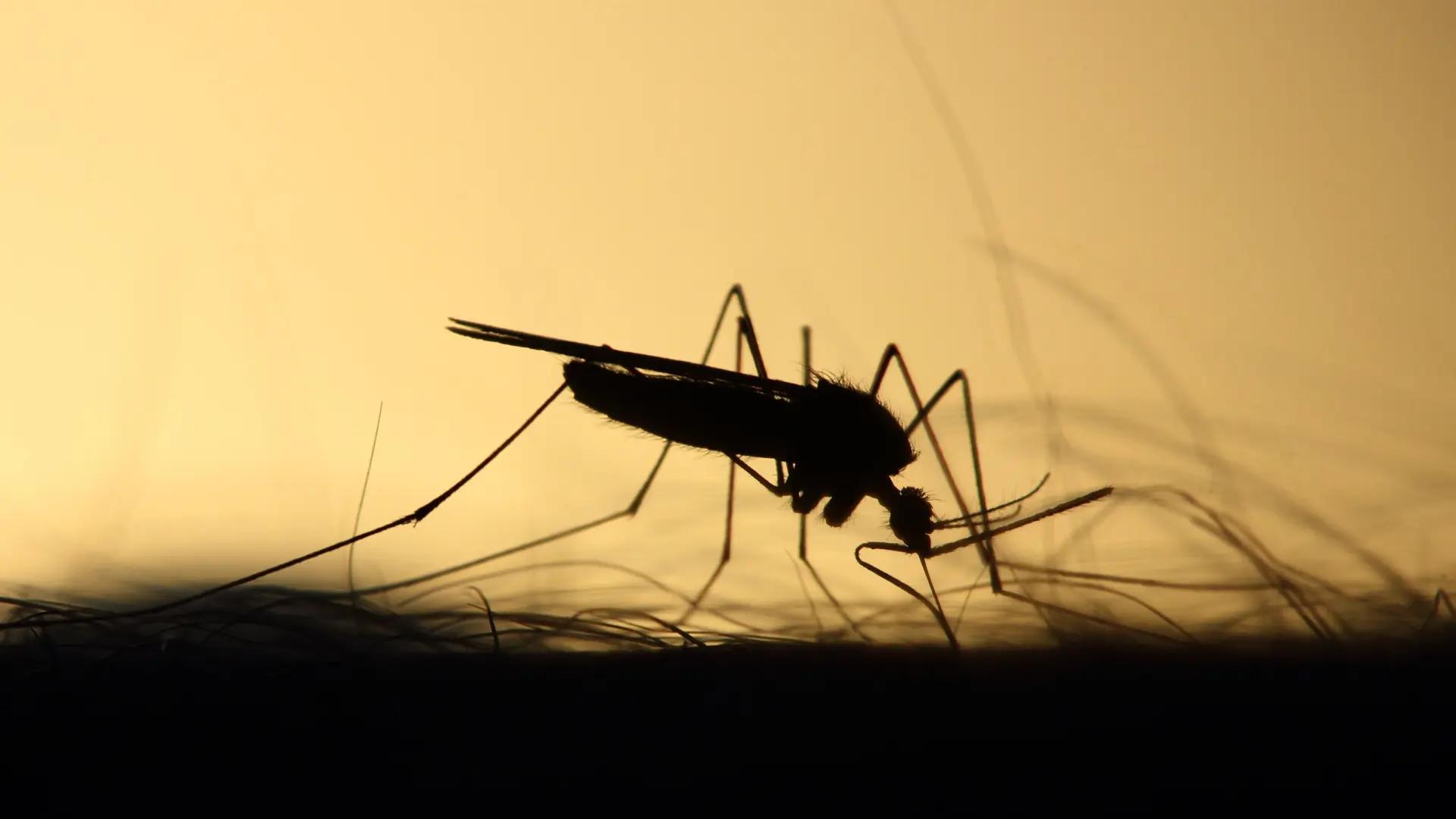 Hallan mosquitos vivos en Islandia por primera vez en la historia