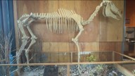 Explore the rich fossil heritage of Hagerman Valley