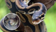 Trabajador muere tras ser atacado por una anaconda gigante, así recuperaron su cuerpo