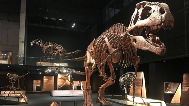 Conicet invita a ver en vivo la exploración de fósiles de dinosaurios en la Patagonia: cuándo y dónde verlo