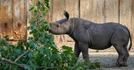 Critically endangered baby black rhino makes its debut at Cleveland zoo