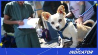 Why are veterinarian bills getting so ruff on the wallet? : The Indicator from Planet Money : NPR