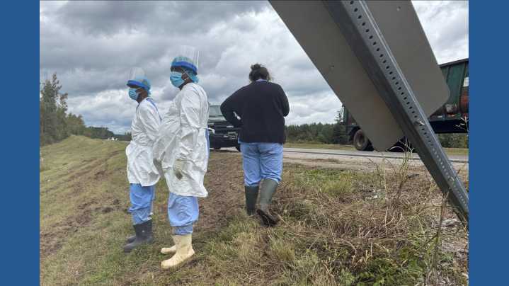 3 monkeys still on the loose after truck overturns on Mississippi highway