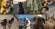 Oct. 20-26: Here is this week's Dog Walking Forecast photo gallery!