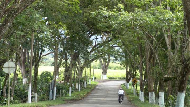 Estos son los encantos del municipio cafetero que le celebra fiestas al samán